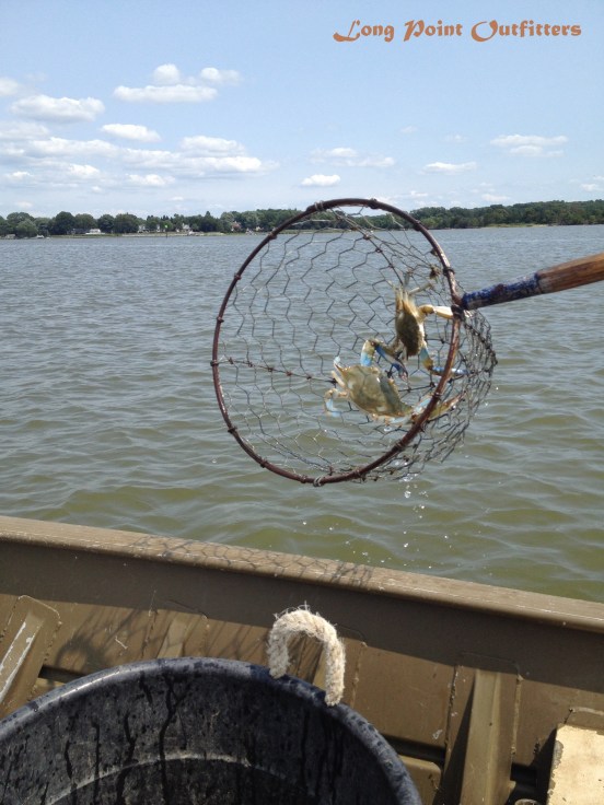 Two Crabs in the Net